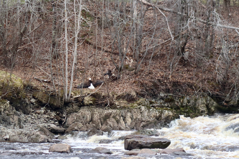 bald eagle stand off