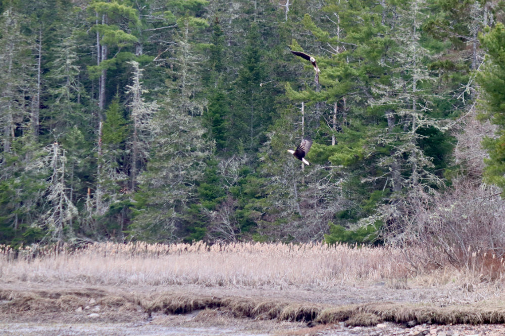 two maine bald eagles in air