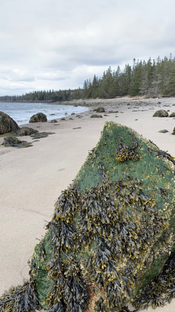 rockweek seaweed hanging on at low tide