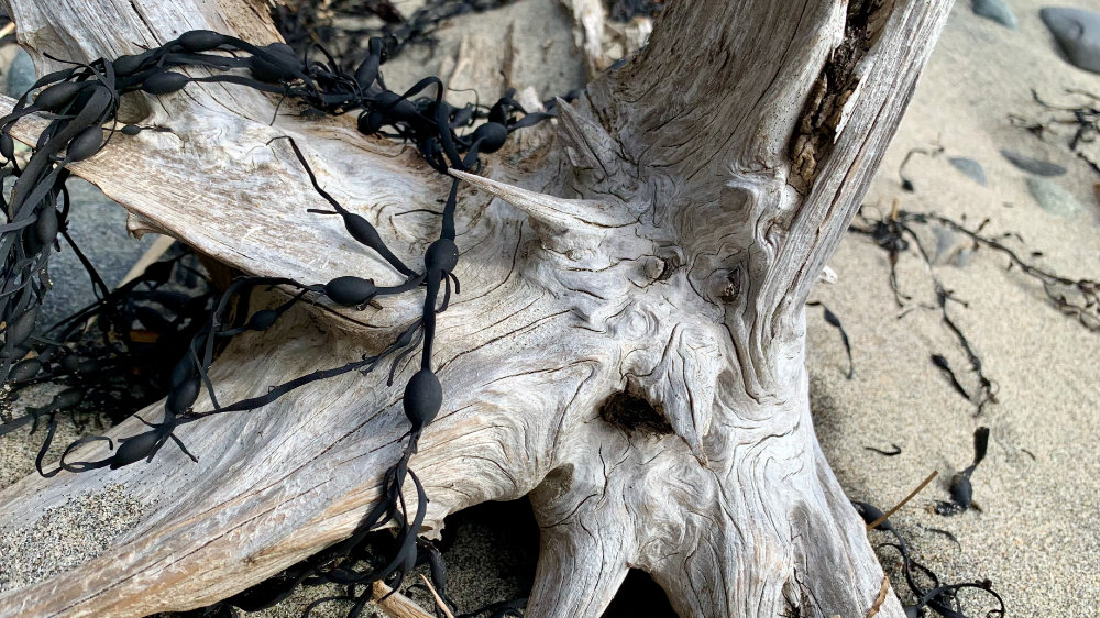 drift wood and sea weed addison maine cape split beach