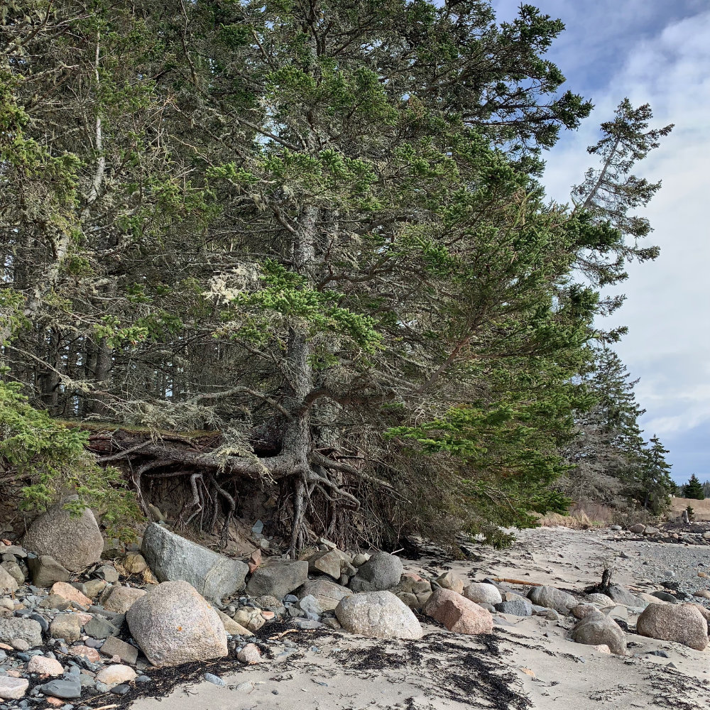 beach erosion tree hanging on by its roots