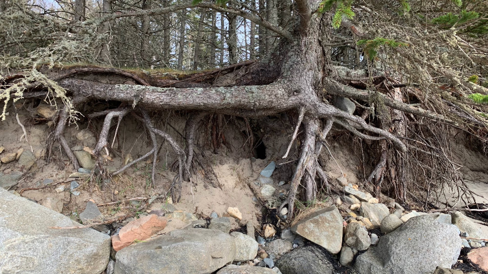 fir tree roots exposed on beach