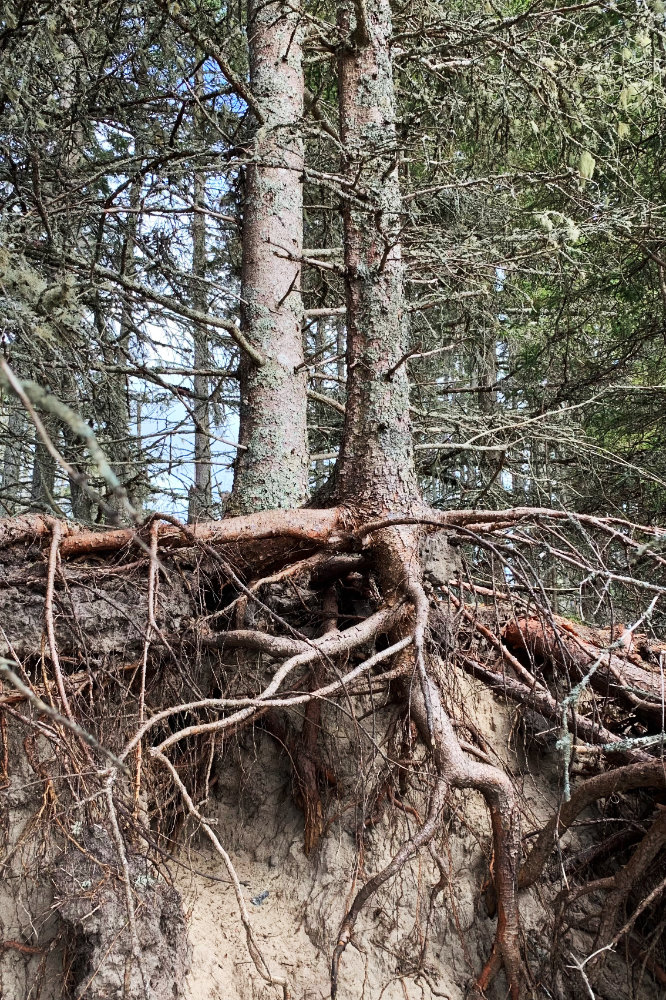 tree roots exposed due to beach erosion maine
