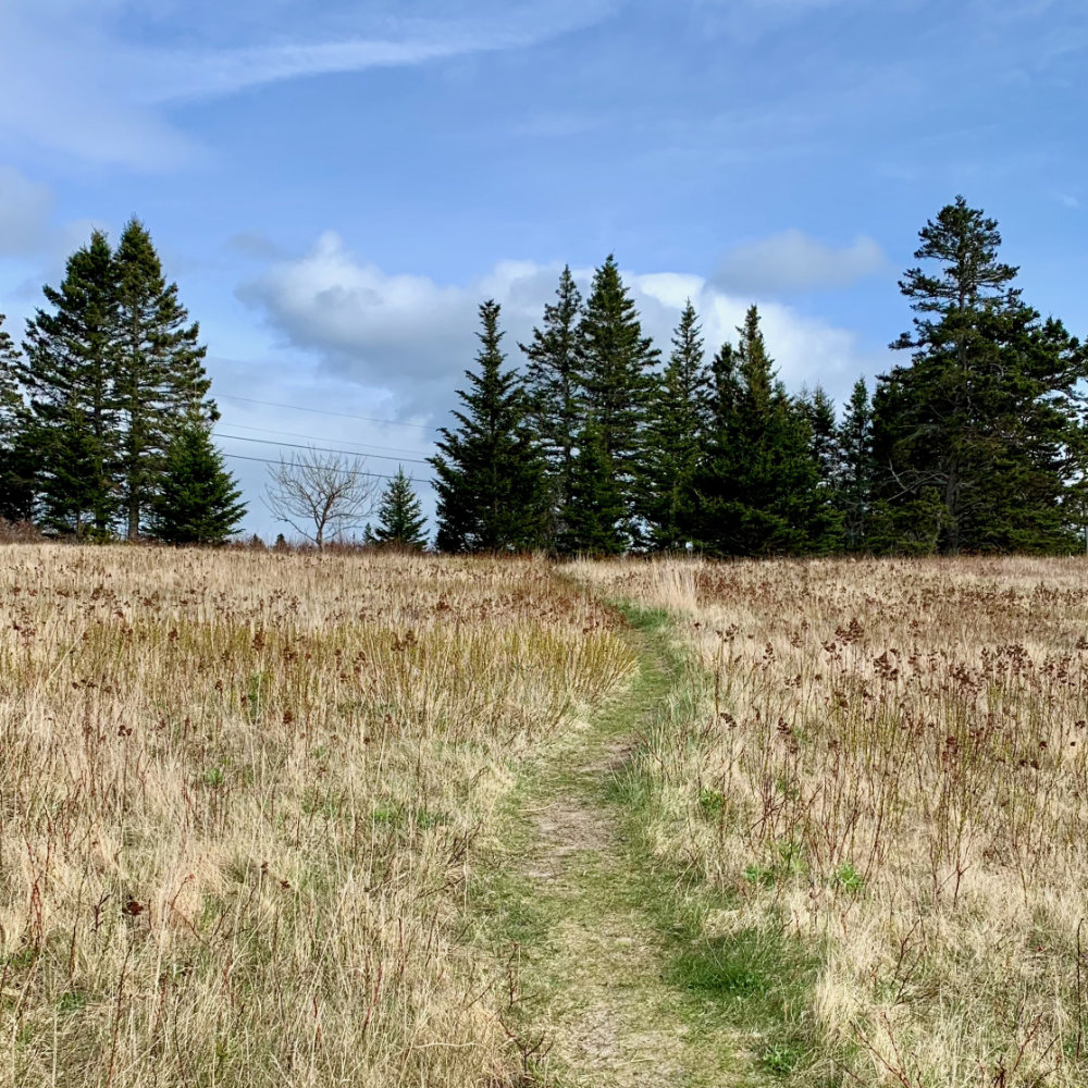 trail to the beach