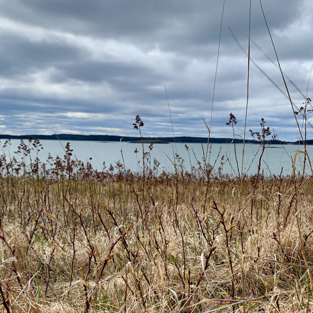 meadow overlooking addison maine beach