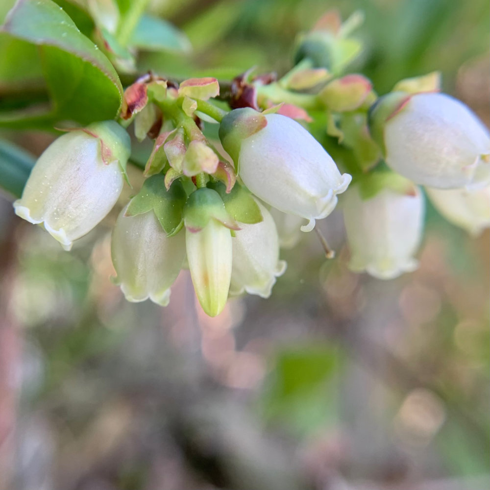 Wild Blueberry Blossoms