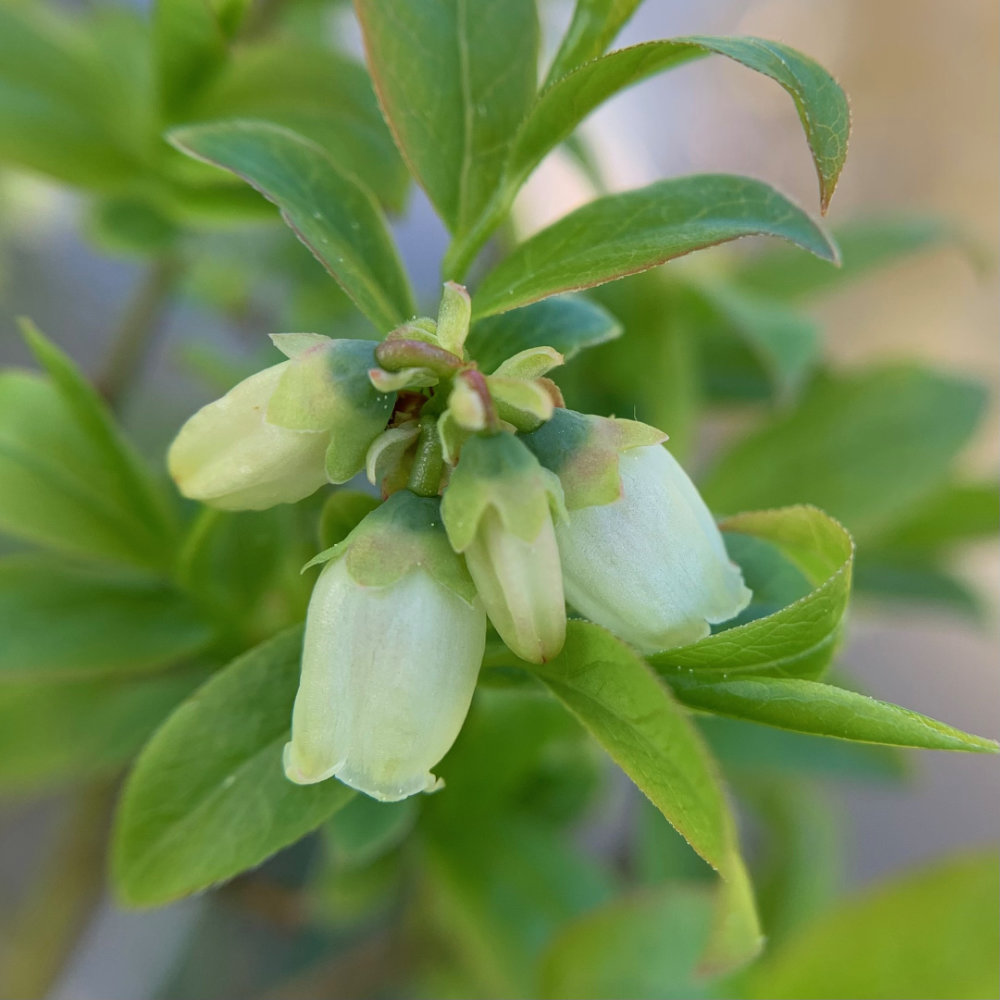 Wild Blueberry Blossoms