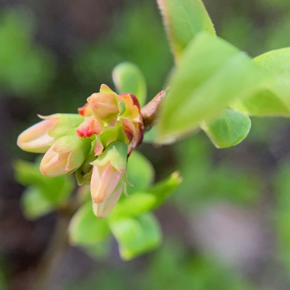 Wild Blueberry Blossoms