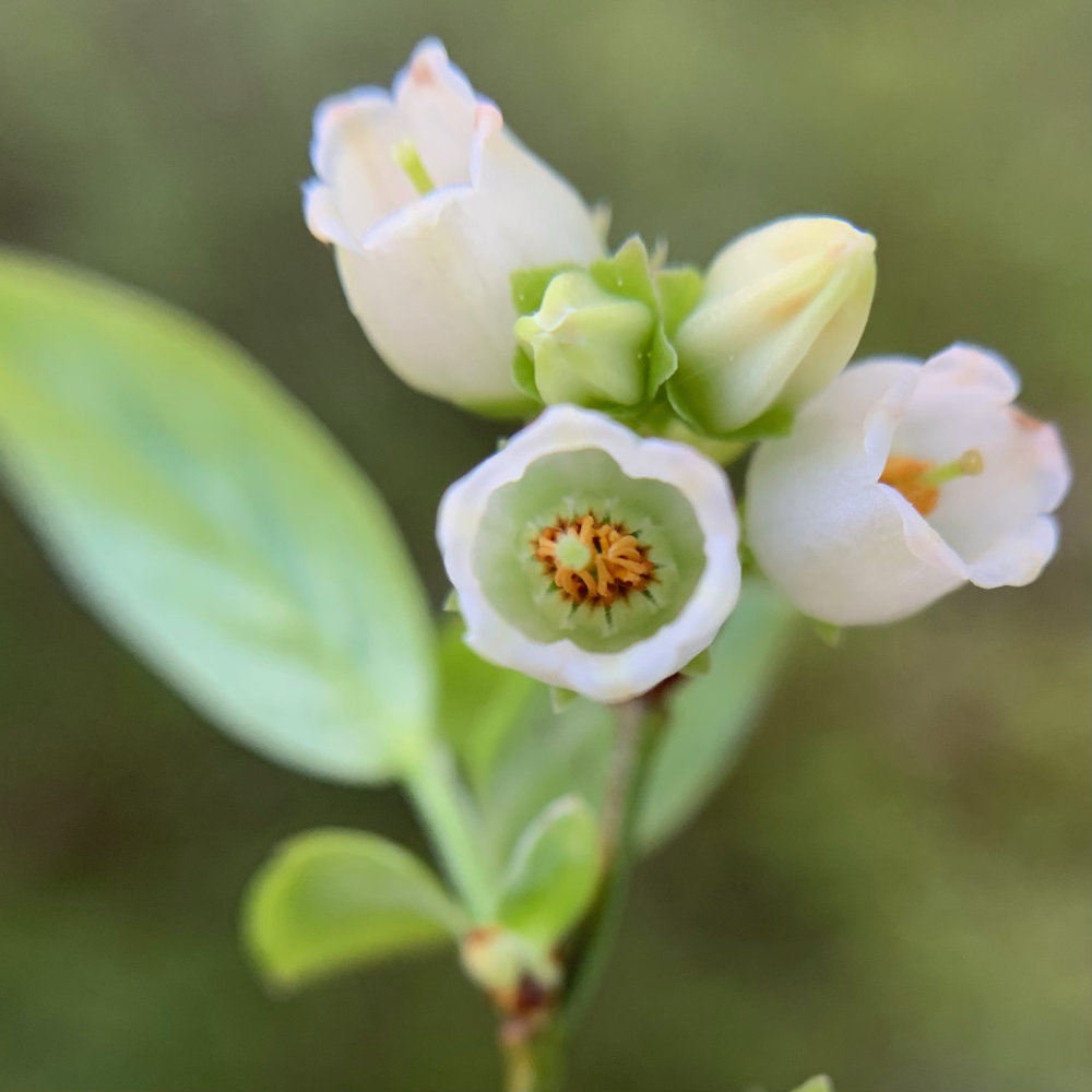 Wild Blueberry Blossoms