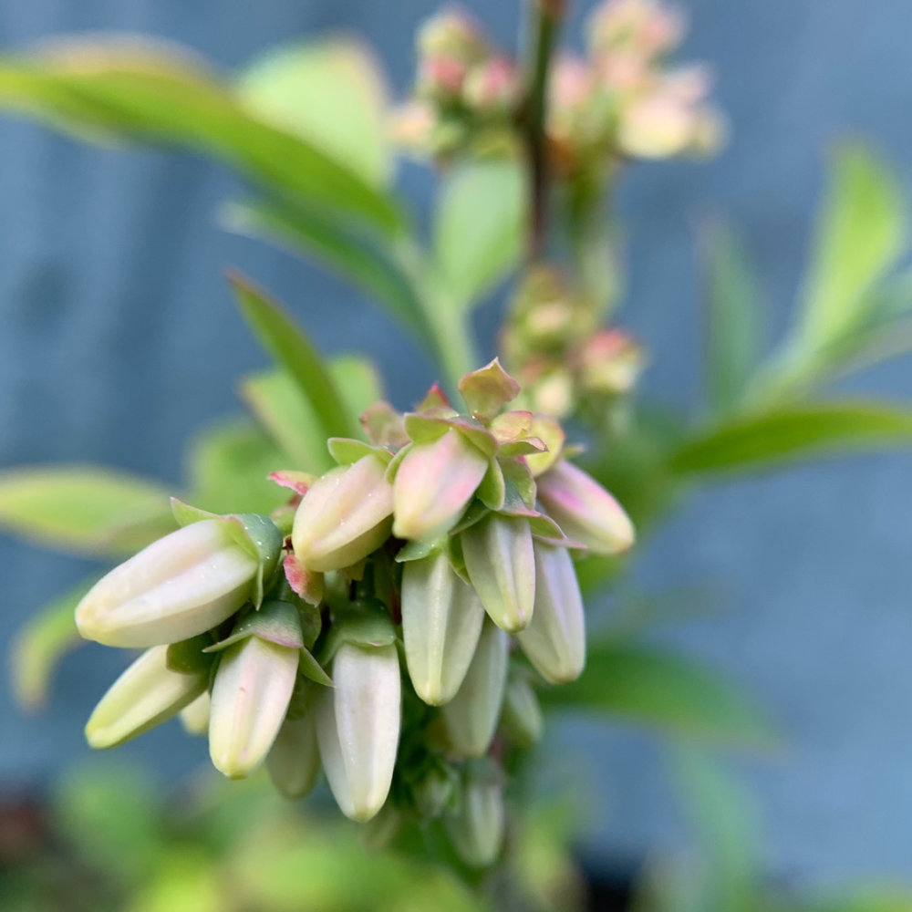 Wild Blueberry Blossoms