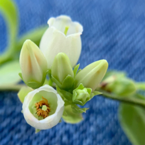 Wild Blueberry Blossoms