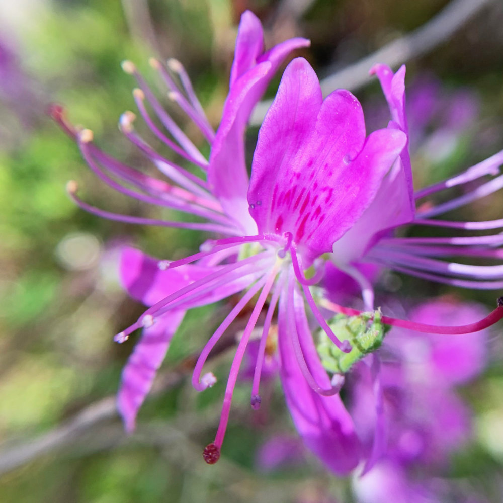 wild Rhodora Azalea 