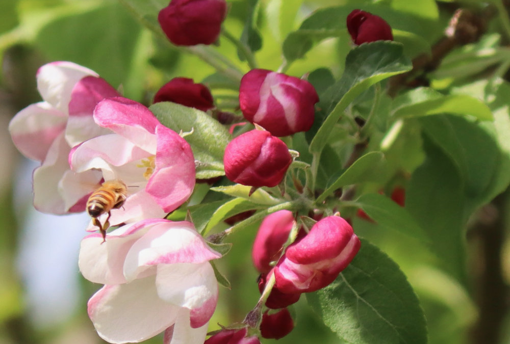 May in Bloom