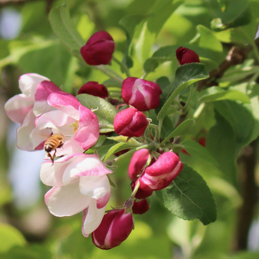 bee in apple blossom