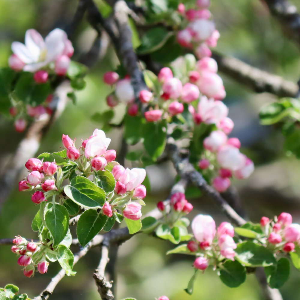 apple blossom branch