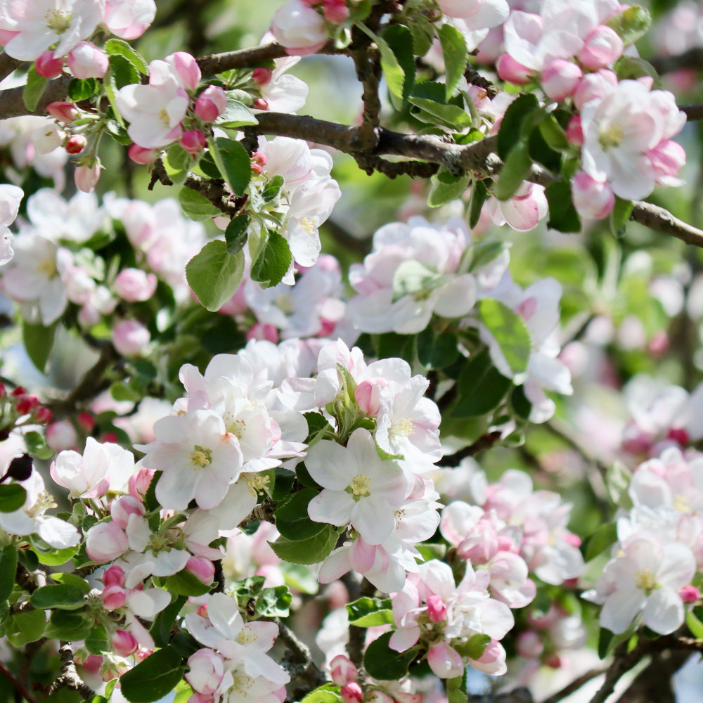 apple blossoms