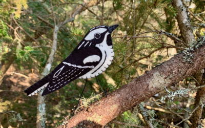 The Belligerent Black-and-white Warbler