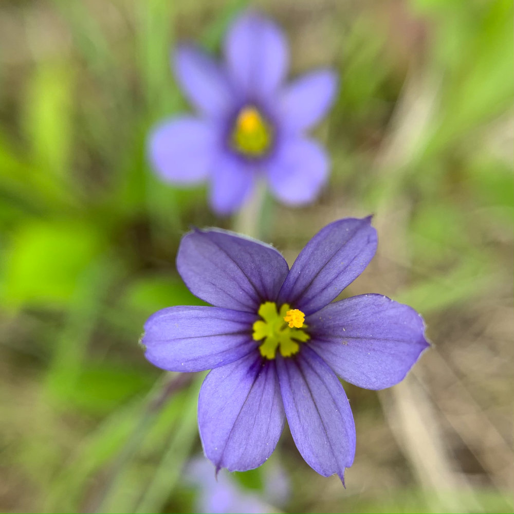 blue eyed grass