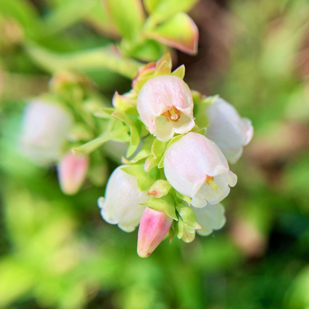 wild blueberry blossoms