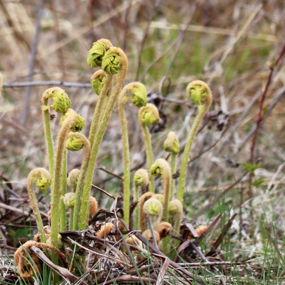 ferns emerging