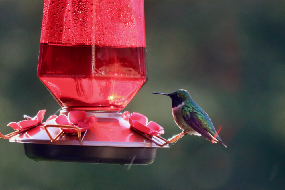 red-breasted hummingbird