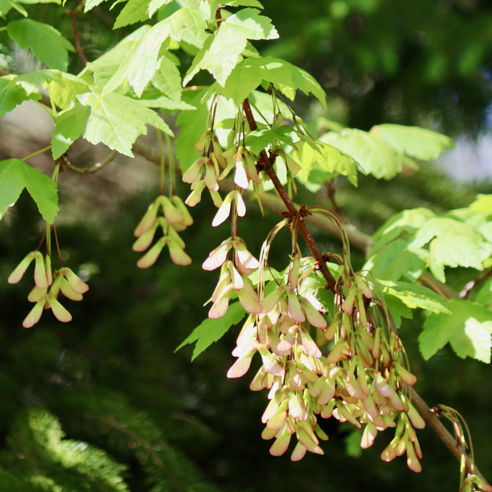 maple seeds