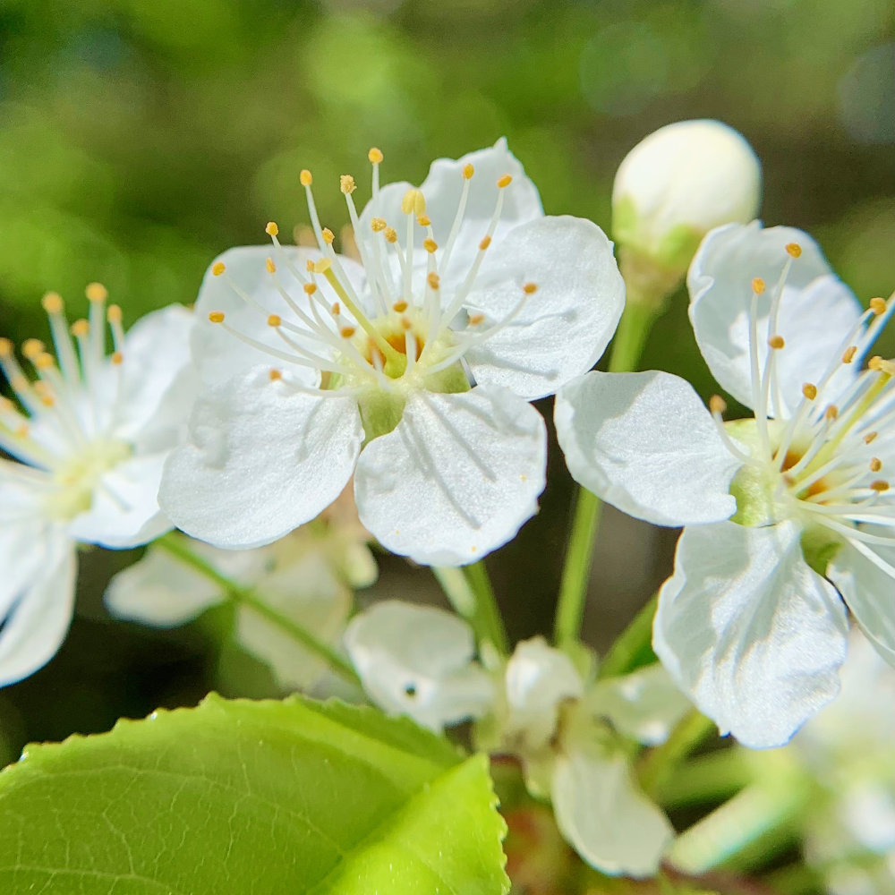 ash in bloom