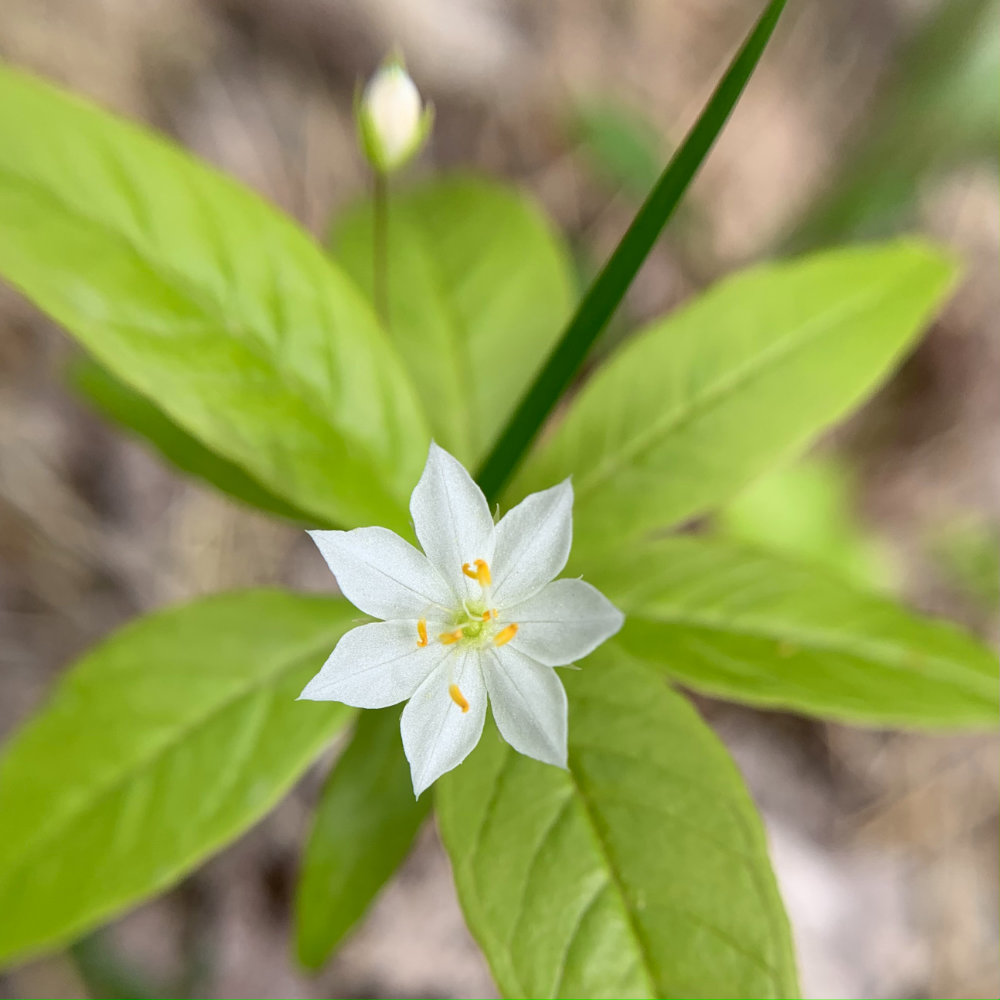 star flower