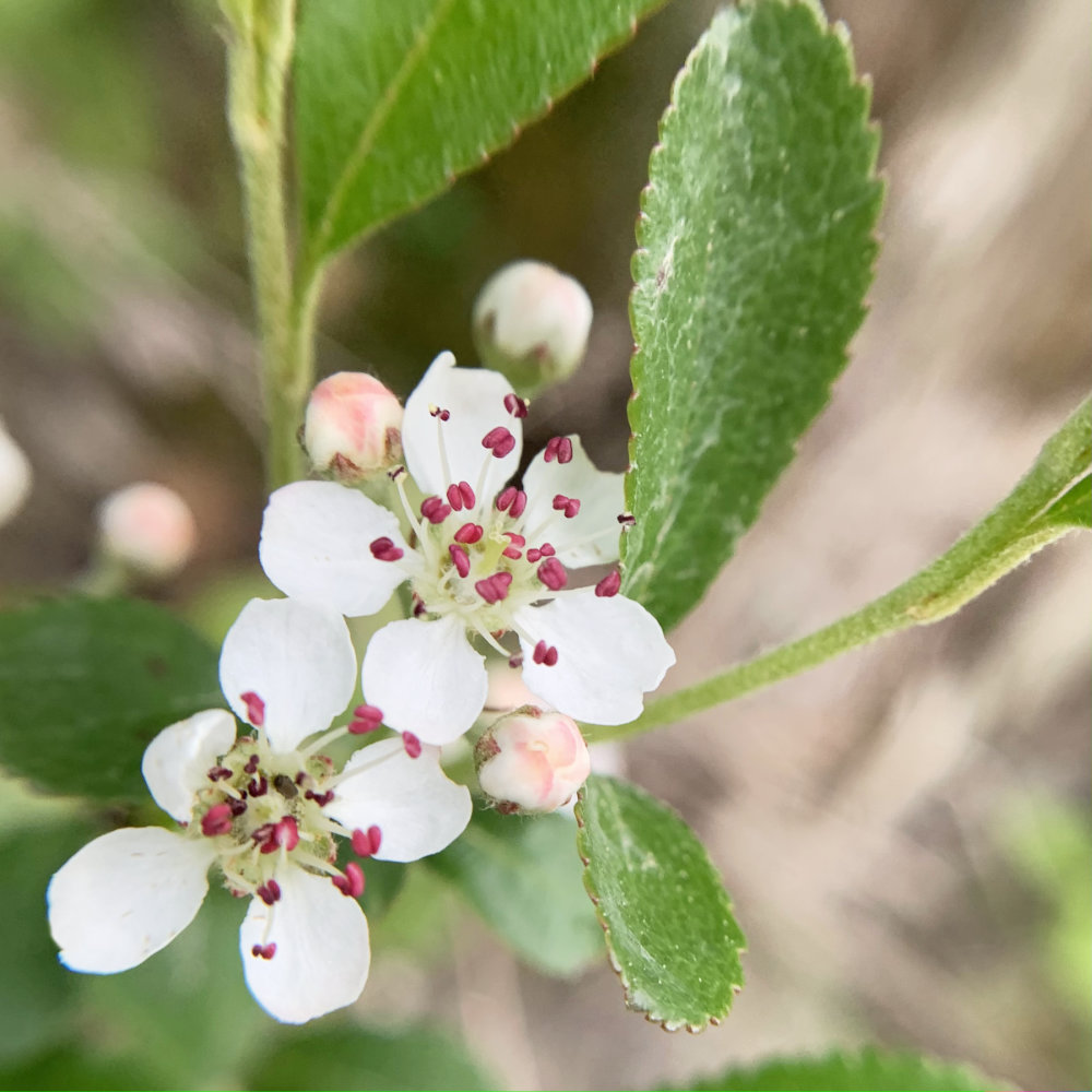 wild blackberry blossoms