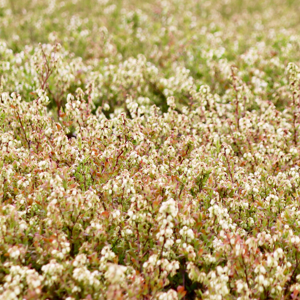 blueberry barren in bloom