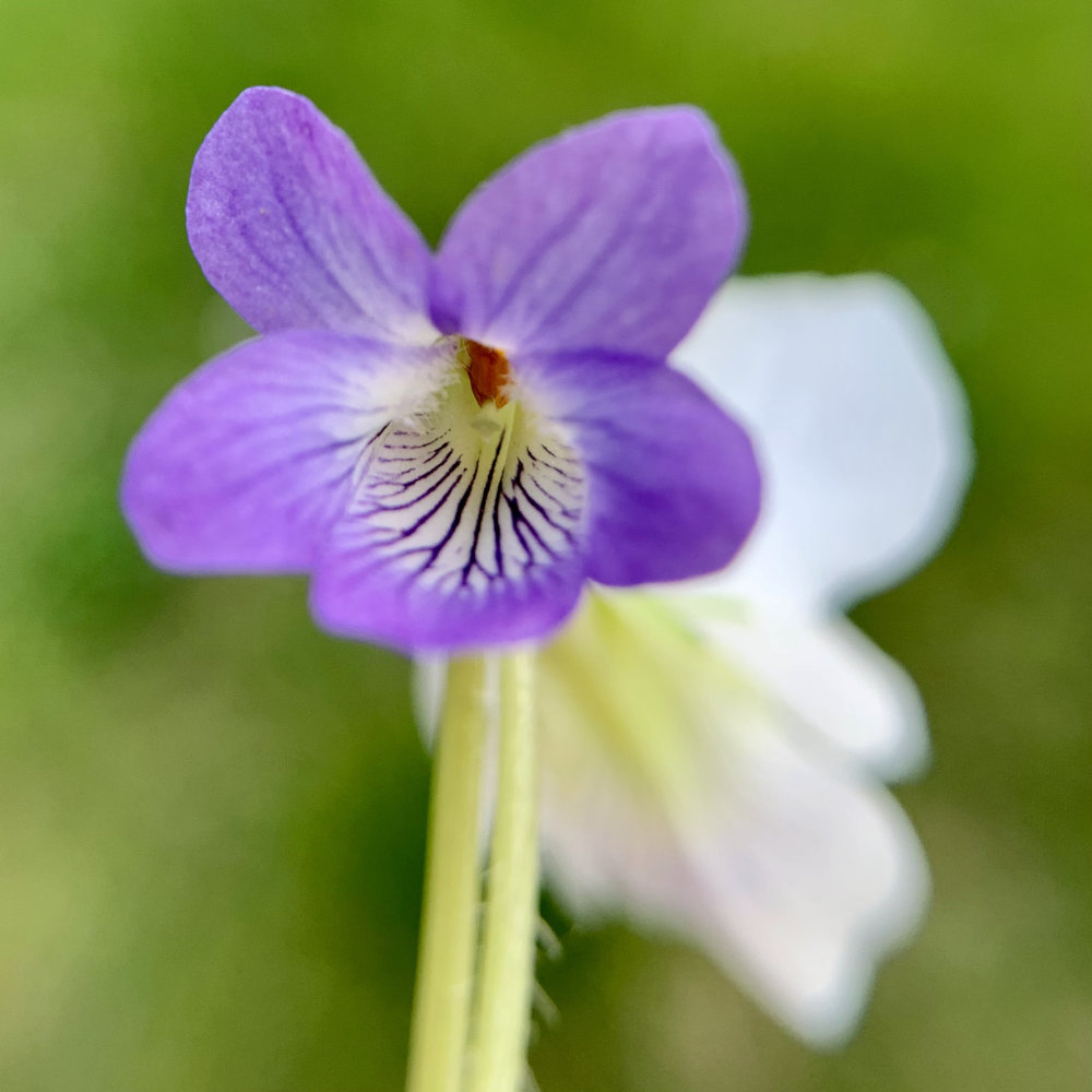 wild violets