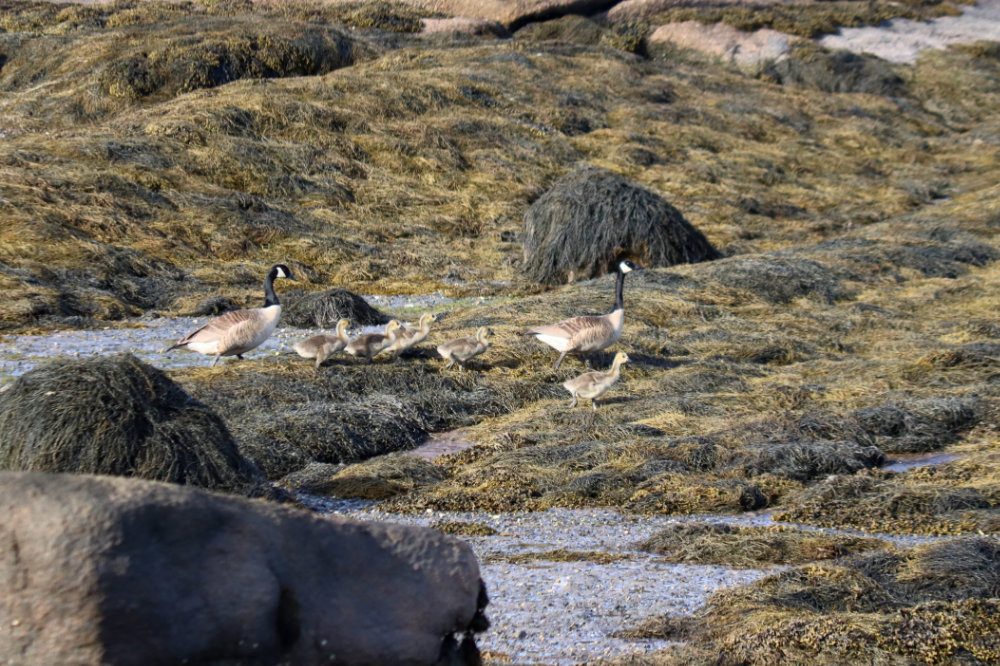 gosling canada geese beals island