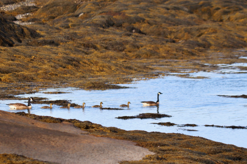 gosling canada geese beals island