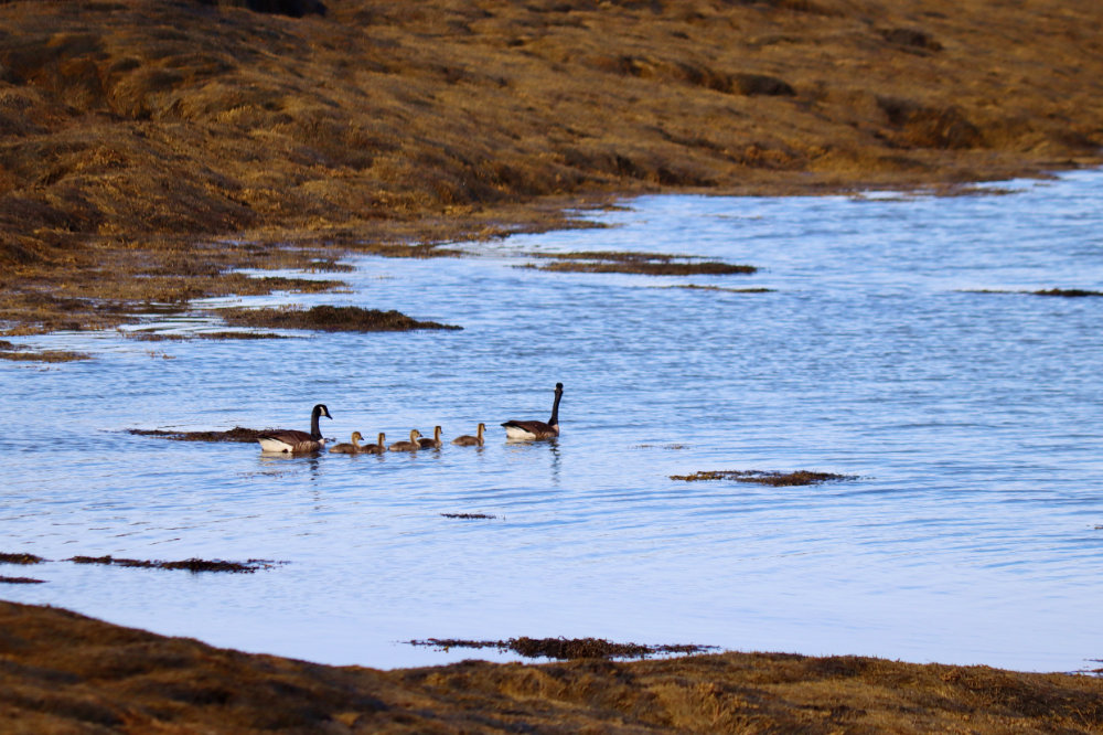 gosling canada geese beals island