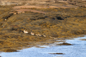 gosling canada geese beals island