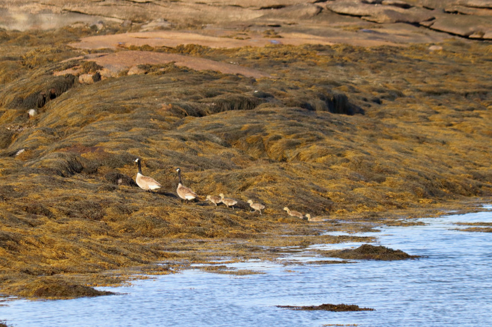 gosling canada geese beals island