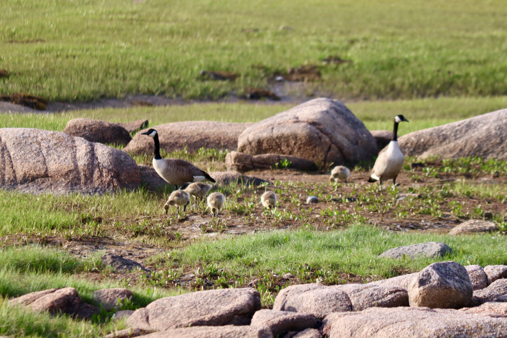 gosling canada geese beals island
