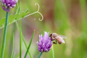 maine bee on chive flowers