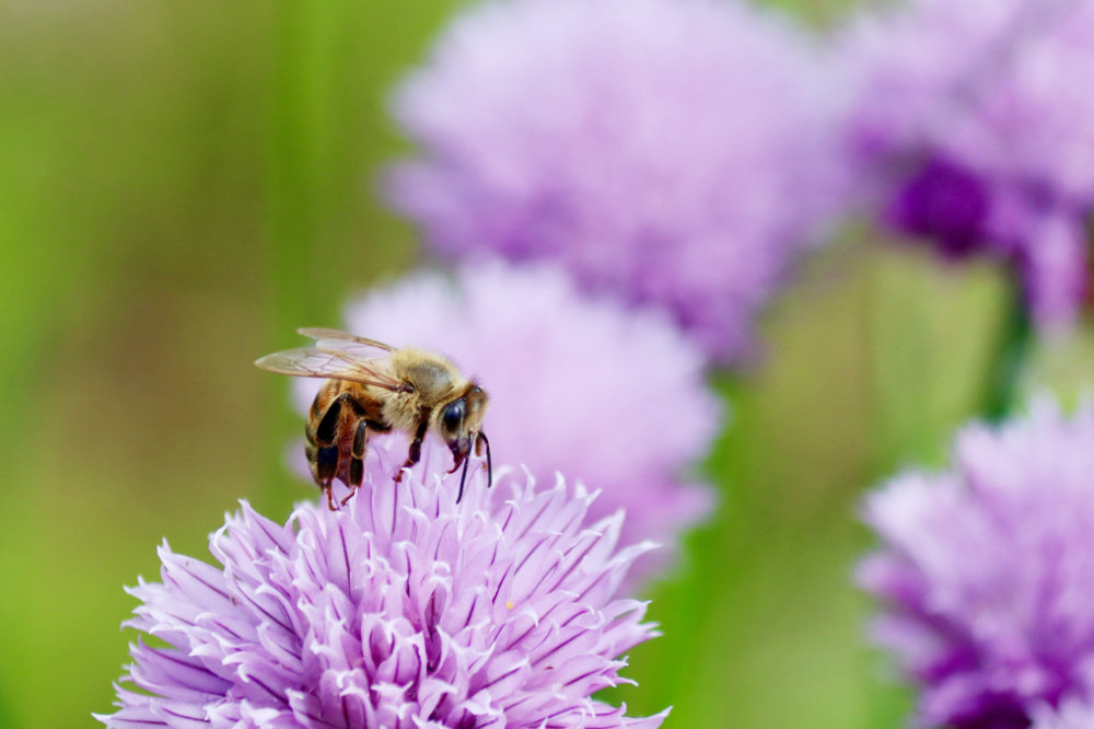 maine bee on chive flowers