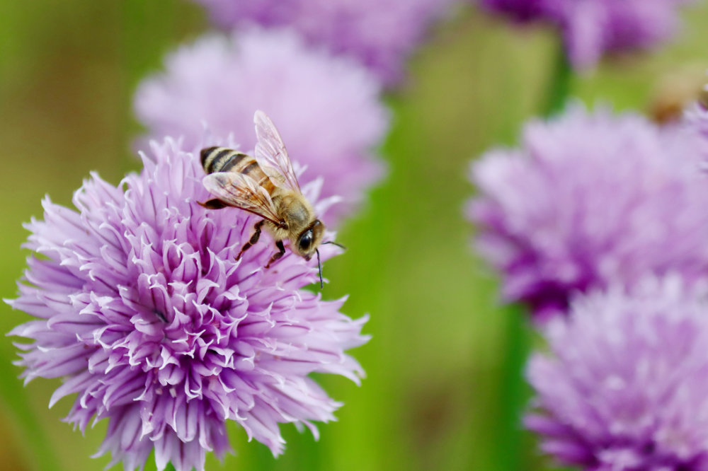 maine bee on chive flowers