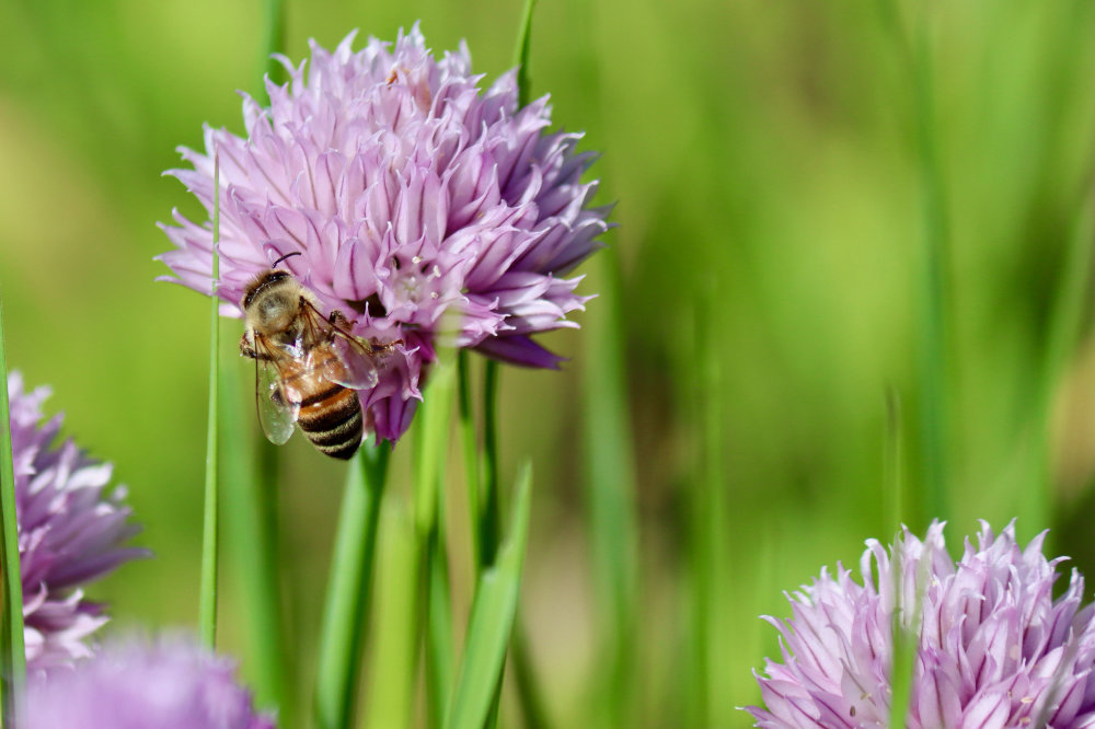 maine bee on chive flowers