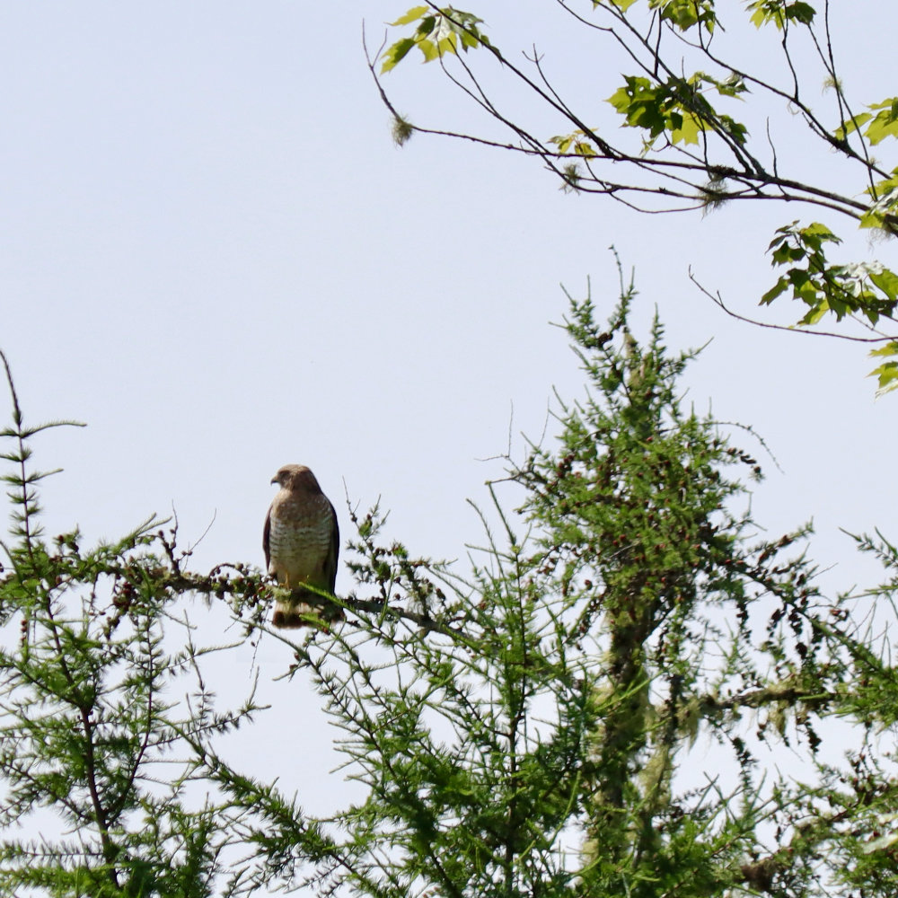 Maine broad winged hawk