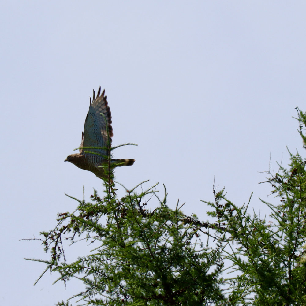 broad winged hawk