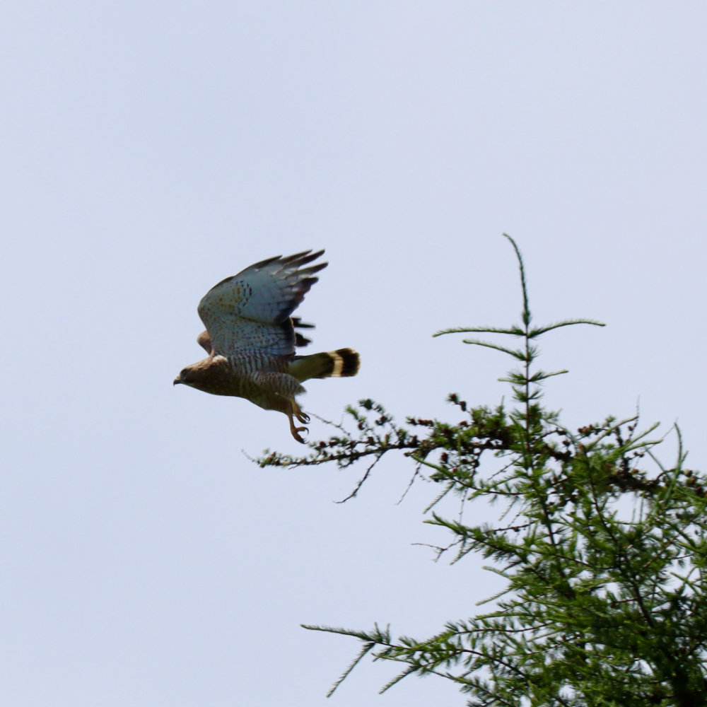 Maine broad winged hawk