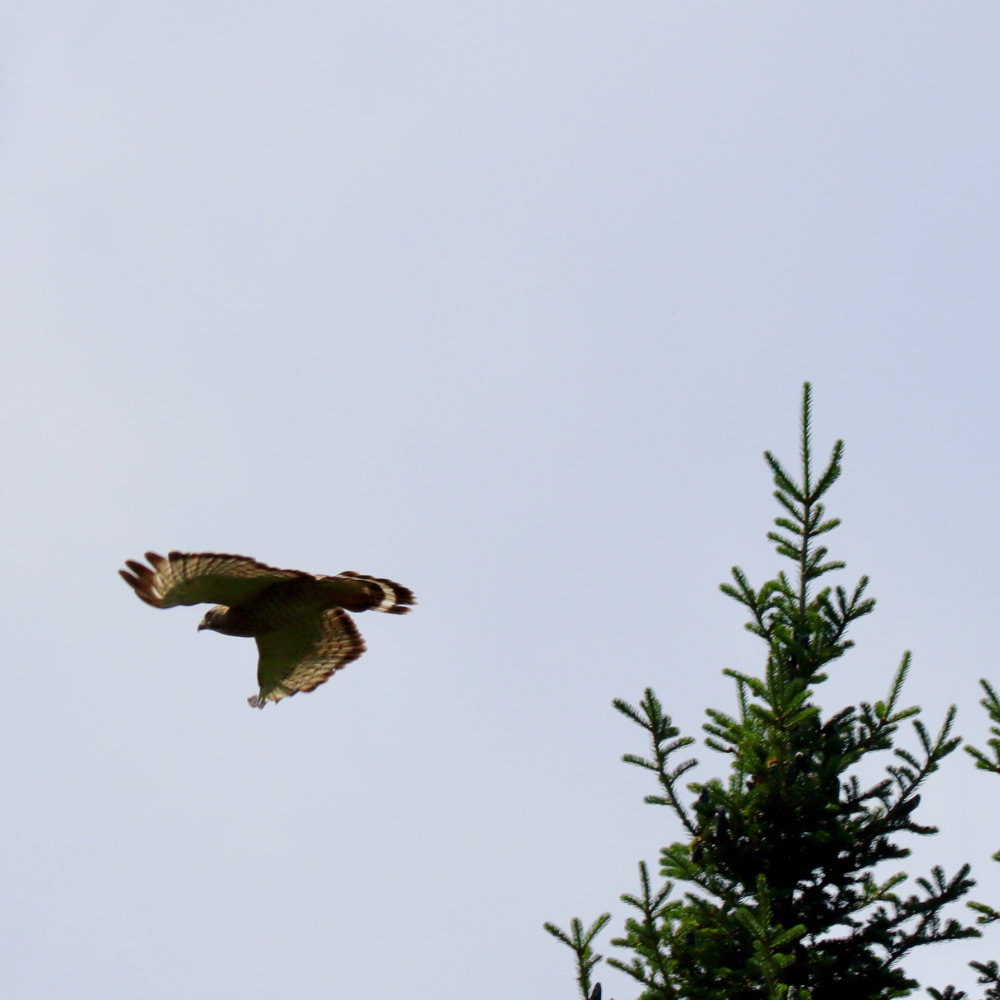 broad winged hawk