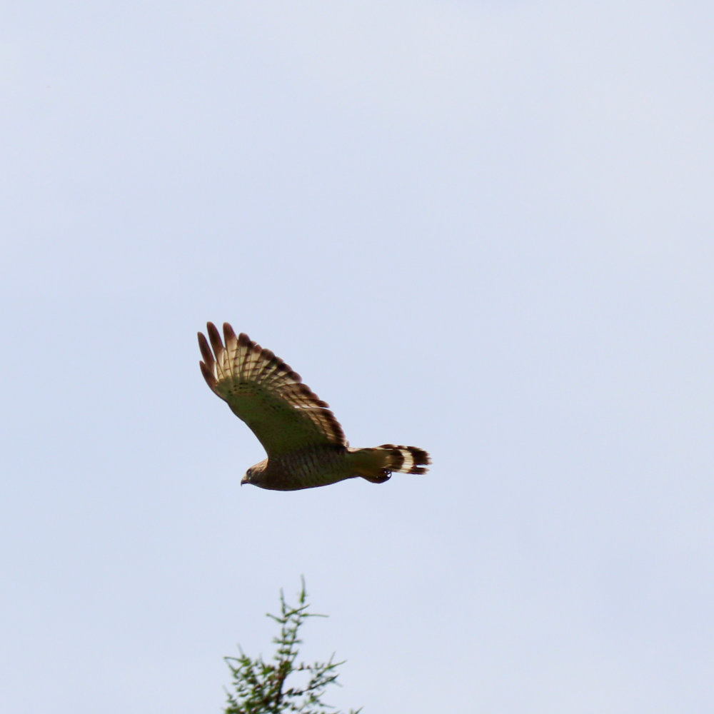 Maine broad winged hawk