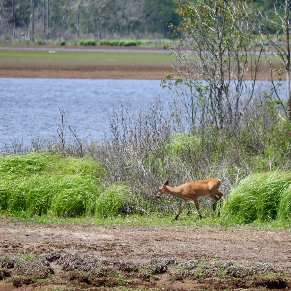 Deer at the Machias River