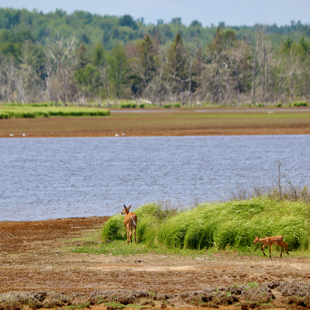 Deer on the Machias River