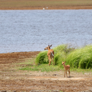 Deer at the Machias River