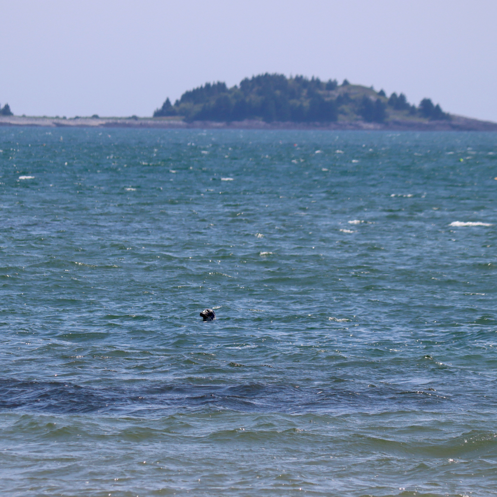 Seal checking us out